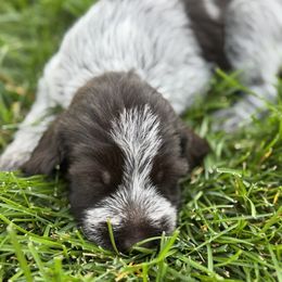 Boy 1 - Brown and gray male Wirehaired Pointing Griffon puppy in Idaho from Muddy Paws WPG
