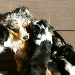  Camo  - Toy Australian Shepherd
