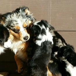 Camo  - Toy Australian Shepherd