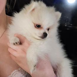 Light blue collar boy - Cream parti male Pomeranian puppy in Lake City, Florida from Tiny Treasures