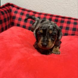 Pink - Dapple female Dachshund puppy in Odessa, Texas from K9 Royal Club