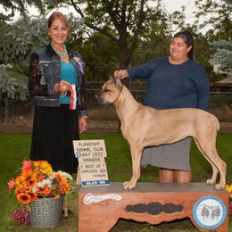 Demi - Cane Corso