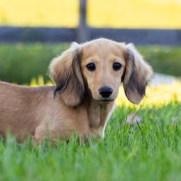 Lucy is 5000dollars - Cream female Dachshund puppy in Crystal, Michigan from Mare-bella Dachshunds
