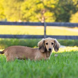 Lucy is 5000dollars - Cream female Dachshund puppy in Crystal, Michigan from Mare-bella Dachshunds