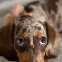 Dachshund Puppies from State Line Dachshunds