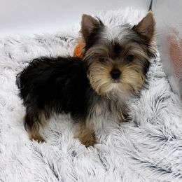 Yorkshire Terrier Puppies from The Royal Yorkie Den LLC