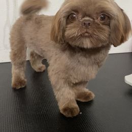 Riva - Shih Tzu