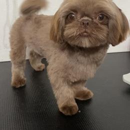 Riva - Shih Tzu