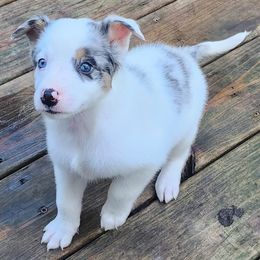 Frankie Blue Eyes - Blue male Companion Cross puppy in Utica, New York from Australian Cattle Dog Mix
