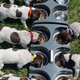 German Shorthaired Pointers from Harts Hill Kennel