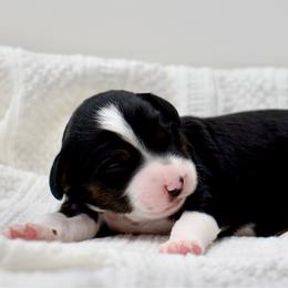 Socks - Black tri-color female Aussiedoodle puppy in Decatur, Illinois from Signature Doodles