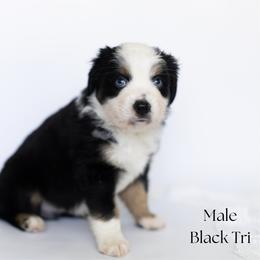 Tex - Black tri male Miniature Australian Shepherd puppy in Wooster, Ohio from Kari's Mini Aussies