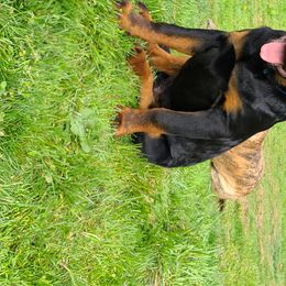 Rottweiler Puppies from Titanenheim Rottweilers