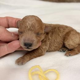 Yellow collar girl - Apricot female Poodle puppy in Cullman, Alabama from My Awesome Rover