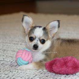 Skipper - Sable spotted white male Chihuahua puppy in Wakarusa, Indiana from My Fuzzy Chihuahuas