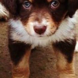 Miniature Australian Shepherds from Scogins Mini Aussies