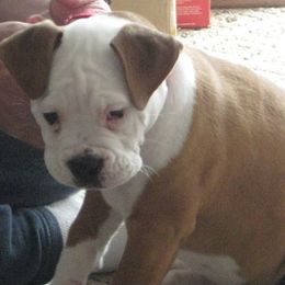 Olde English Bulldogges from Gingersnaps Bullies