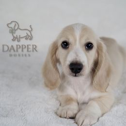 Macaron - Piebald Dachshund puppy in Zephyrhills, Florida from Dapper Doxies