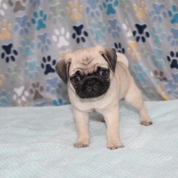Hudson - Fawn male Pug puppy in Tuscola, Illinois from Dream on puppies