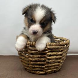 Leo (bluie) - Black and tan male American Corgi puppy in Waco, Texas from The Comma Corgis