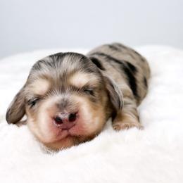 Dior - Dapple female Dachshund puppy in Redding, California from Jean & Mae Doxies