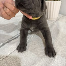 Girl 3 - Gray female Cane Corso puppy in Highland, Illinois from C&I Elite Cane Corso