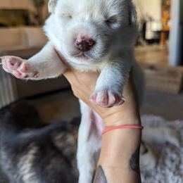 Pomsky Puppies from Valparaiso Pomskys