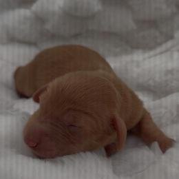 Mysteree Red - Red male Dachshund puppy in Woodland, California from Long Little Doggies