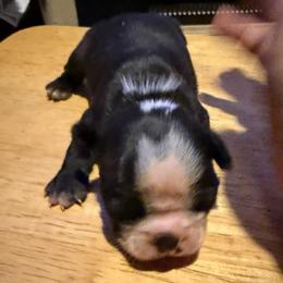 Stitch - Black and white male Boston Terrier puppy in Covington, Georgia from Tuxedo Bostons of Atlanta