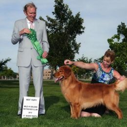 Golden Retriever All Grown Up from Cynthia's Golden Retrievers