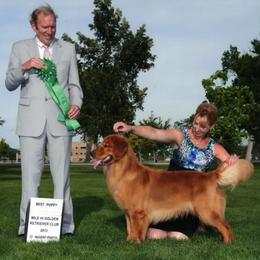 Golden Retriever All Grown Up from Cynthia's Golden Retrievers