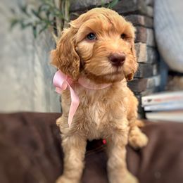 Luna - Apricot female Goldendoodle puppy in Wyandotte, Oklahoma from Goldendoodles of NE OK
