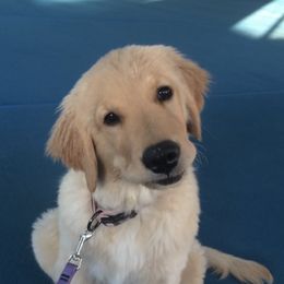 Golden Retrievers from Argus Golden Retrievers