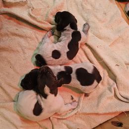 Girl 2 - Liver and white German Shorthaired Pointer puppy in Henderson, Texas from C4 Gun Dogs