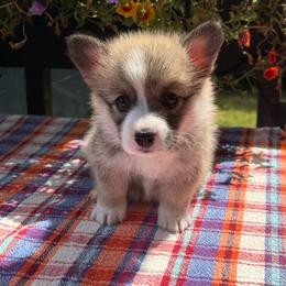 Chip (previously Waylon) - Sable male Pembroke Welsh Corgi puppy in Battle Ground, Washington from Westbrooke Kennels