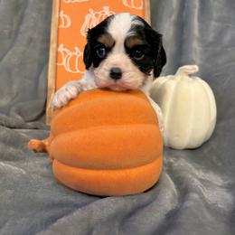 Cavalier King Charles Spaniel Puppies from Krawczyk's House of Cavaliers