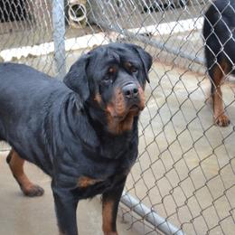 Dasha - Black and mahogany female Rottweiler puppy in Dawson Springs, Kentucky from Lakeview Rottweilers