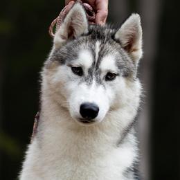 Prim - Siberian Husky