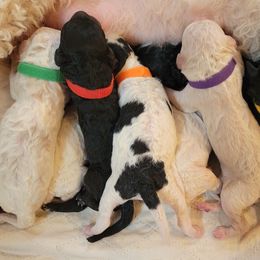 Poodle puppies from Doodles by the Dam