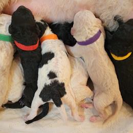 Poodle puppies from Doodles by the Dam