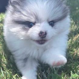 Trixie - Blue merle female Pomeranian puppy in Buck Valley, Pennsylvania from Buck Valley Pomeranians