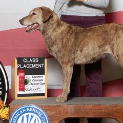 Chesapeake Bay Retrievers from Wildhorse Kennel