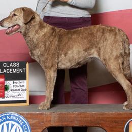 Chesapeake Bay Retrievers from Wildhorse Kennel