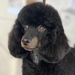 Aussiedoodles and Poodles from BoujeeDoodles