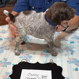Jenny - Liver and white female German Shorthaired Pointer puppy in Morgantown, Indiana from Kevin Funkhouser Kennel