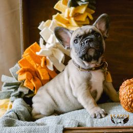 Coco - Fawn French Bulldog puppy in High Springs, Florida from PDR Frenchies