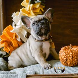 Coco - Fawn French Bulldog puppy in High Springs, Florida from PDR Frenchies