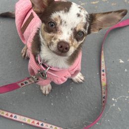 Chihuahua Puppies from Sasha’s Elite Kennel LLC