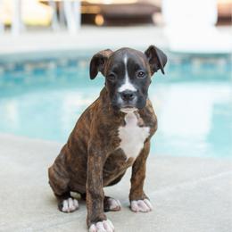 Victory (Tory) - Brindle female Boxer puppy in Georgia from Stephanie’s Boxers