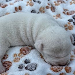 Rex - White male American Staffordshire Terrier puppy in Fort Worth, Texas from Josiah Carter
